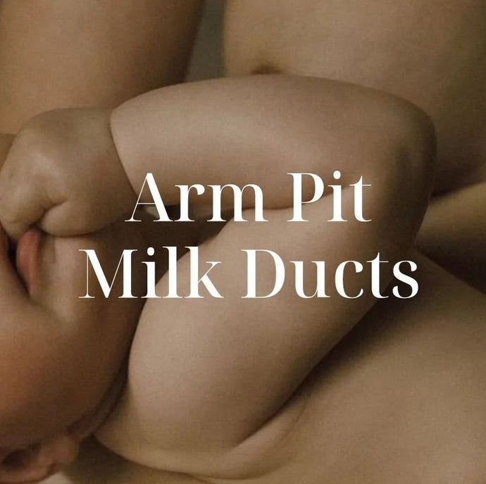 Arm Pit Milk Ducts